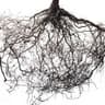 Roots