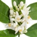 Neroli