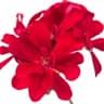 Pelargonium