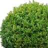 Buxus