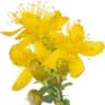 St. John's Wort