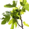 Fig tree