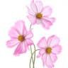 Cosmos Flower